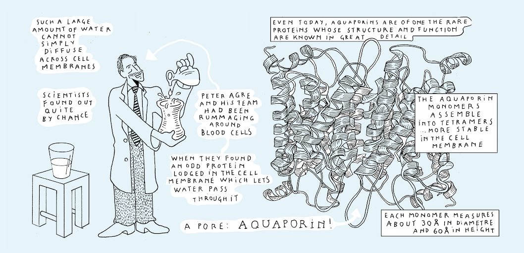 Liquid states - strip 5