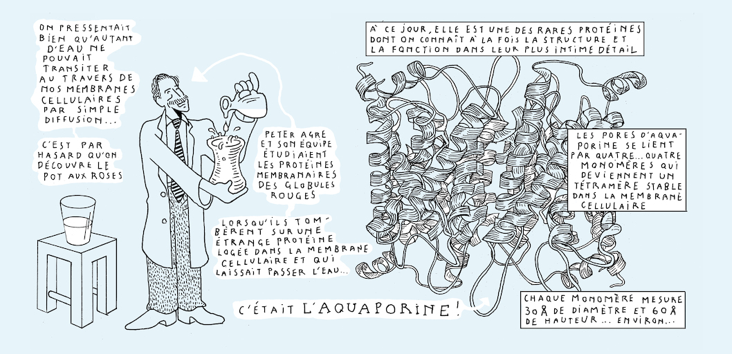 Liquid states - strip 5