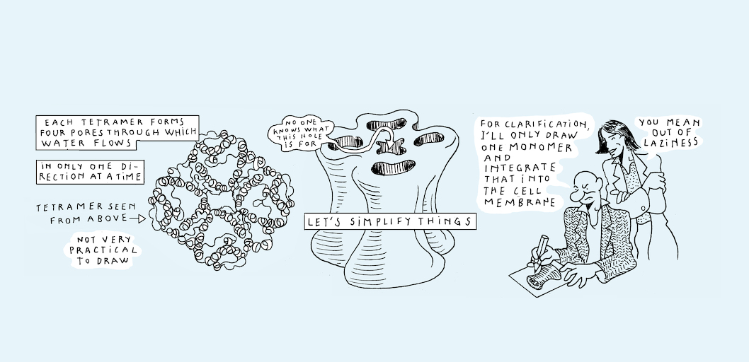 Liquid states - strip 6