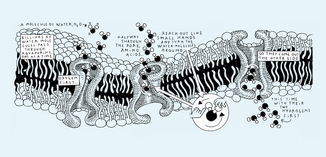 Liquid states - strip 7