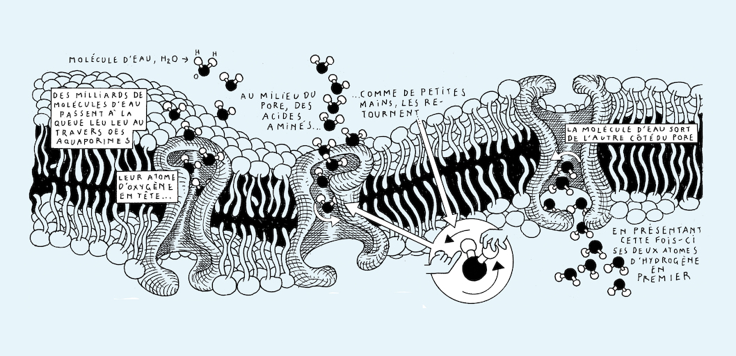 Liquid states - strip 7