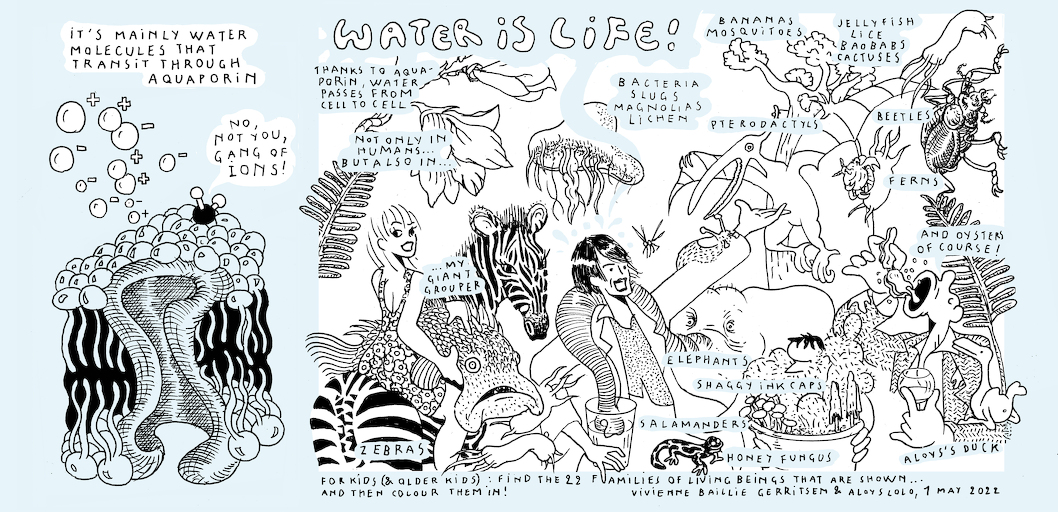 Liquid states - strip 9