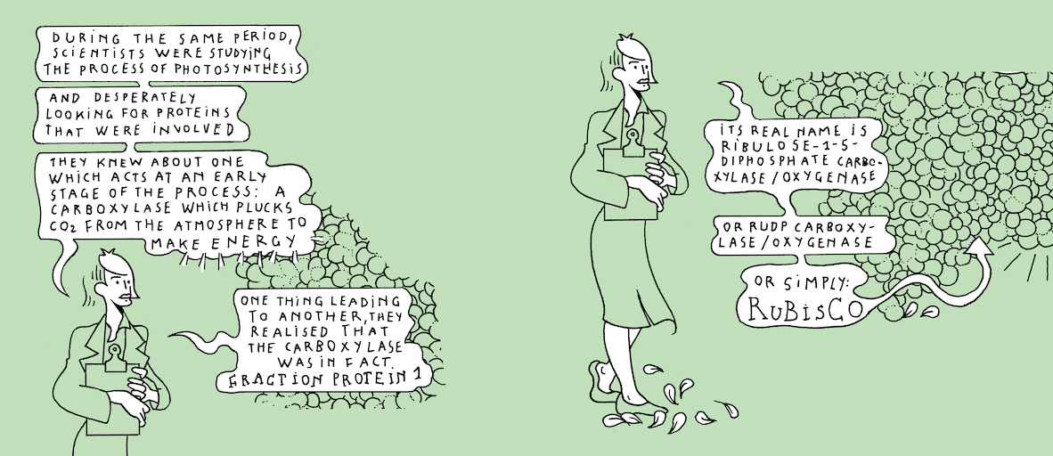 The Plant Kingdom's sloth - strip 4