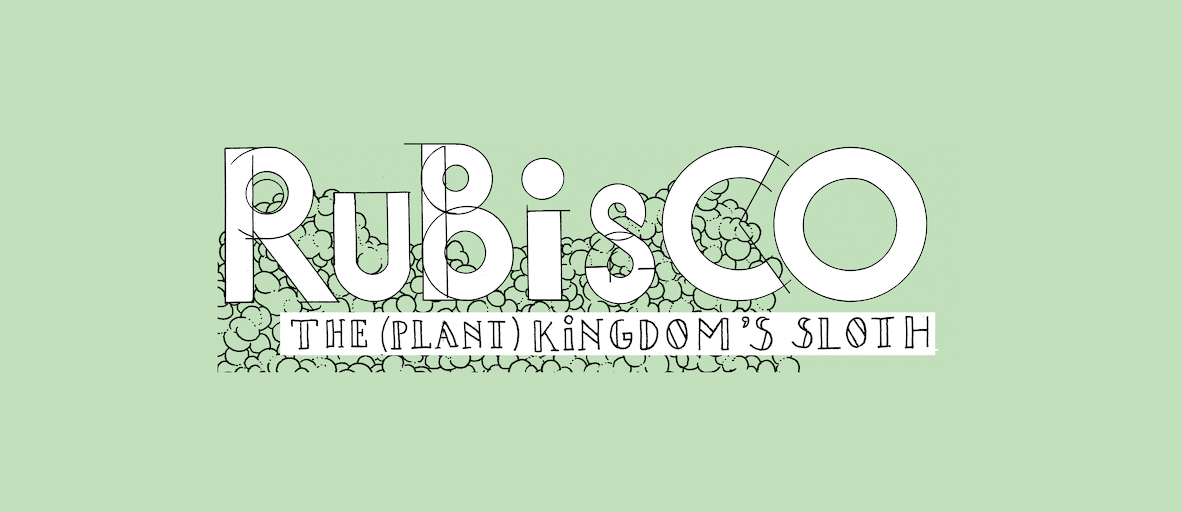 The Plant Kingdom's sloth - strip 5