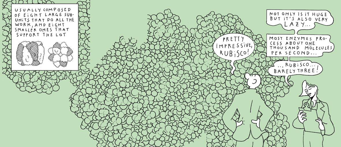 The Plant Kingdom's sloth - strip 7