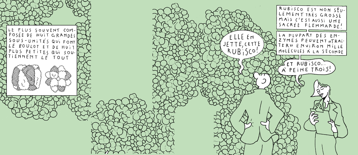 The Plant Kingdom's sloth - strip 7