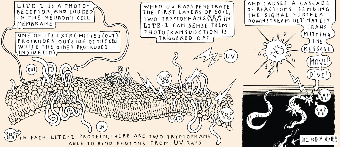 A taste of light - strip 8