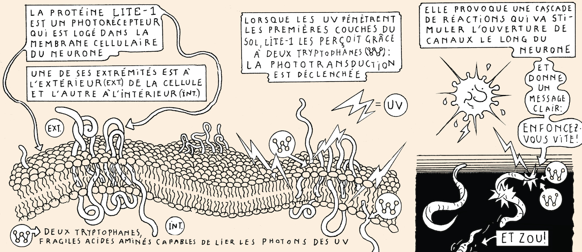 A taste of light - strip 8