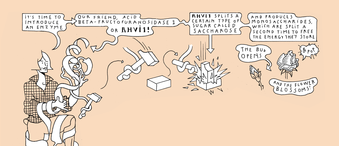 On light, buds and bursts - strip 6