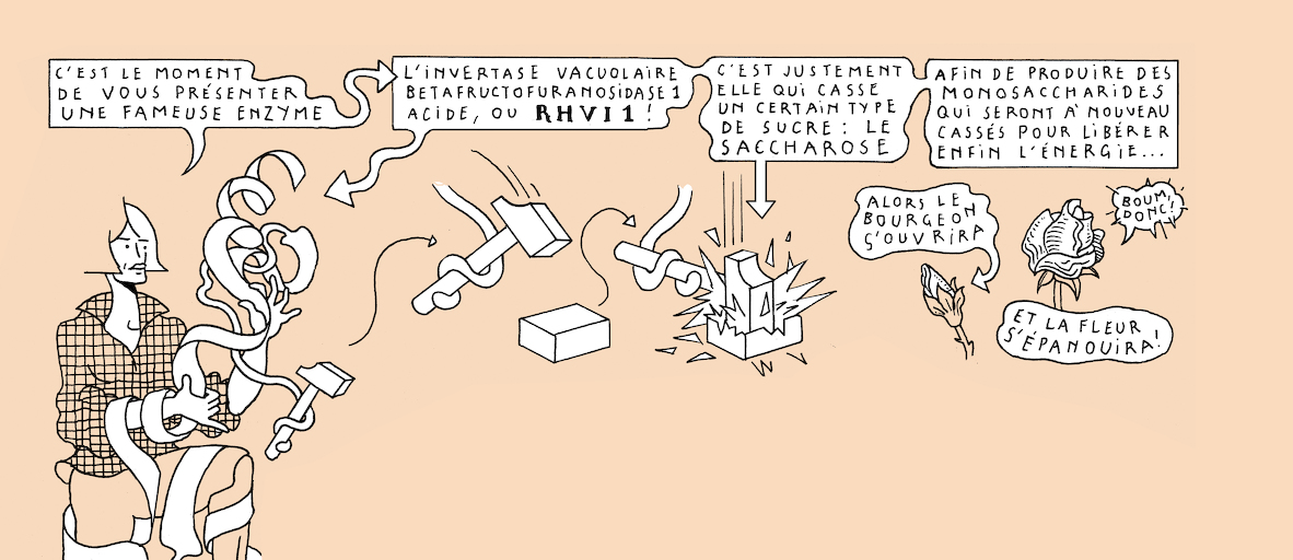 On light, buds and bursts - strip 6