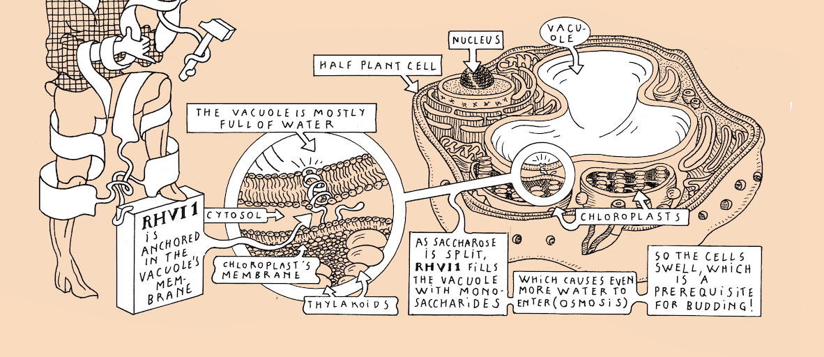 On light, buds and bursts - strip 7