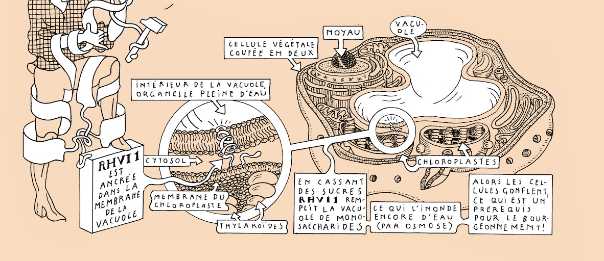 On light, buds and bursts - strip 7