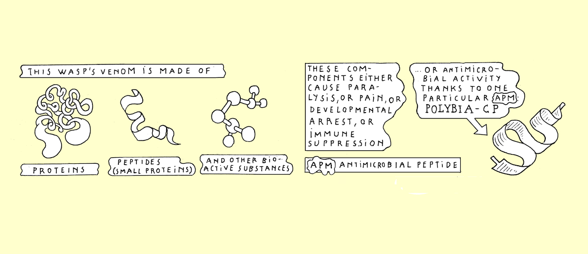 A wasp's sting - strip 5