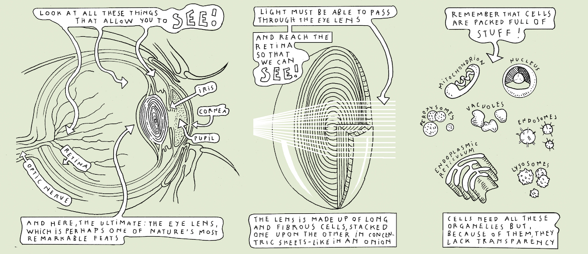 The makings of transparency - strip 4