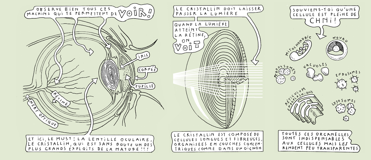 The makings of transparency - strip 4