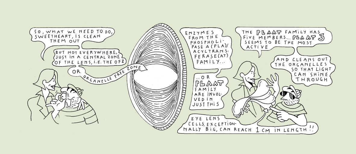 The makings of transparency - strip 5