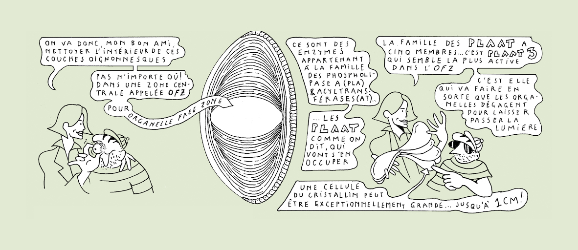 The makings of transparency - strip 5