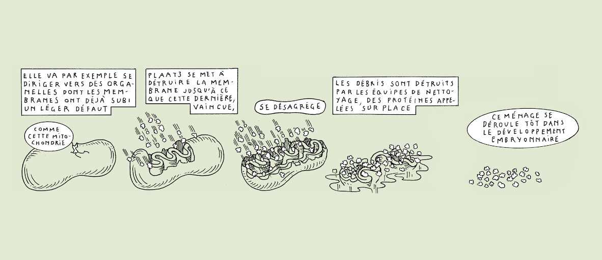 The makings of transparency - strip 6