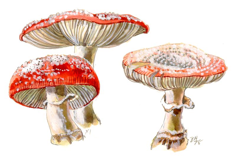 [ Amanita muscaria, Beverly Hackett]