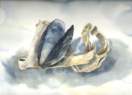 [Mussel shell, watercolour by Lucy Arnold]