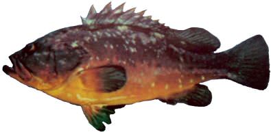 [ The yellowbelly rockcod]