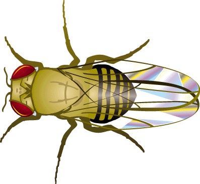[ Drosophila melanogaster ]