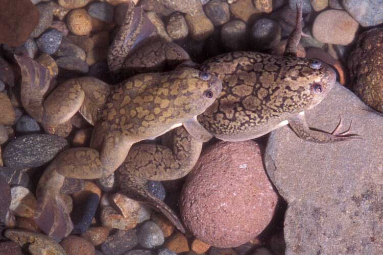 [ <em>Xenopus laevis</em>]