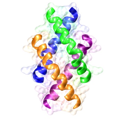 [ The tetrameric conformation 
  of Melittin ]