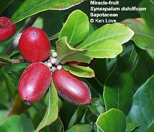 [ Richadella dulcifica and its red berries ]