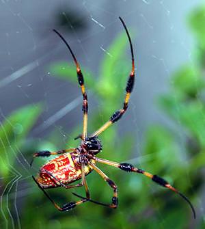 [ Nephila clavipes ]