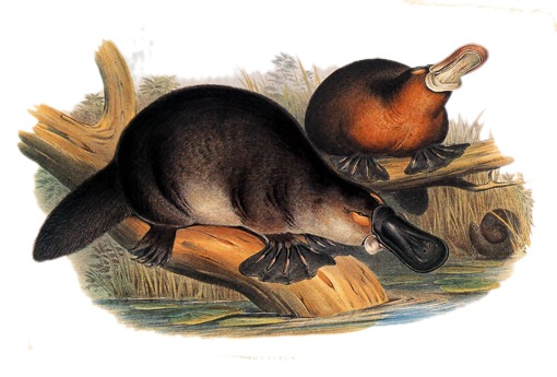 [ Ornithorhynchus anatinus (1863), John Gould ]