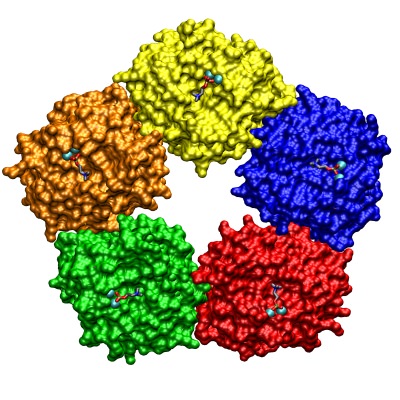 [ Pentamer of C-reactive proteins]