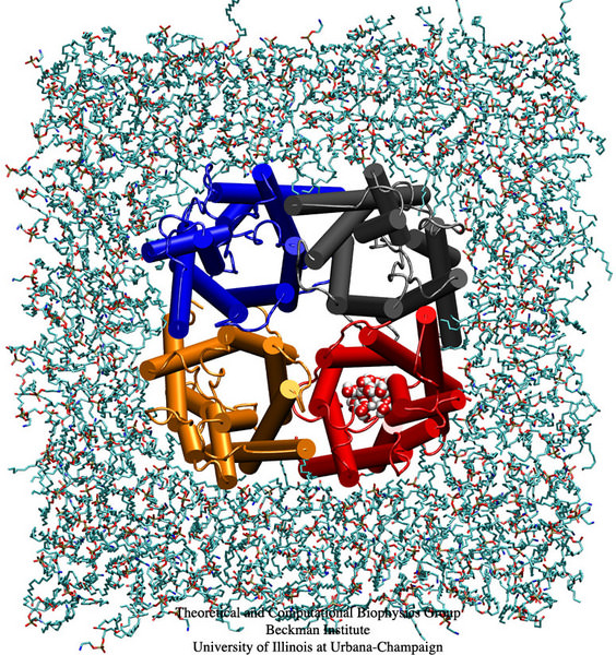 [ Top view image of aquaporin, Dr Emad Tajkhorshid ]