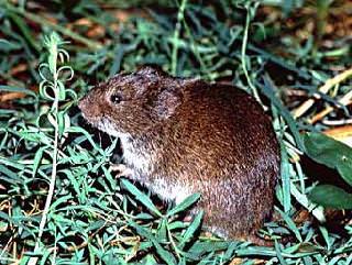 [ The furry philanderer (Microtus montanus)]