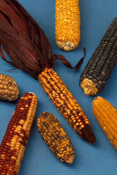 [ <i>Zea Mays</i> (Maize or sweet corn)]