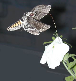 [ Nocturnal hawkmoth and a petunia.]