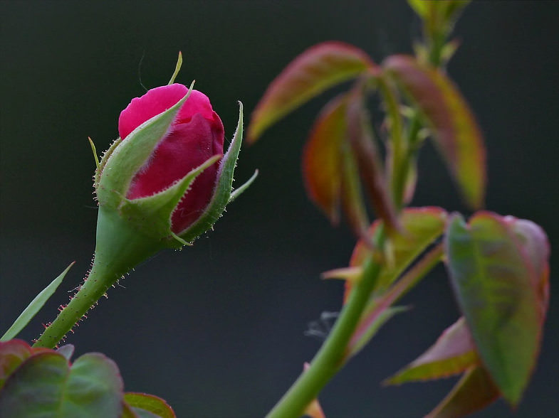 [ A rose bud in dusk. Courtesy of Bruce M. Burton. ]