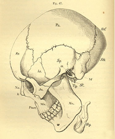 [ Human skull from T.H. Huxley's Lectures on the Elements of Comparative Anatomy.]