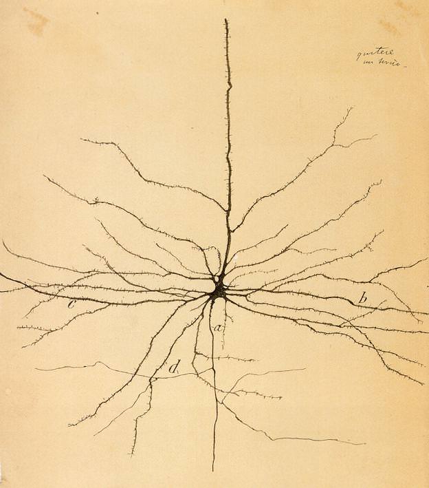 [ Cajal's neuron ]