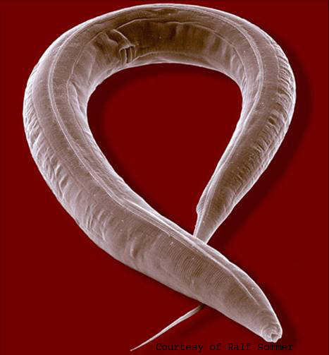 [ C.elegans ]
