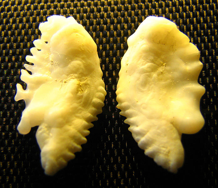 ['<em>Ocean perch otoliths</em>' ]