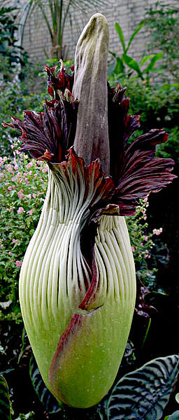 ['<em>Amorphophallus titanum</em>' ]