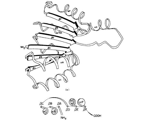 ['<em>LDH and the Rossmann fold</em>' ]