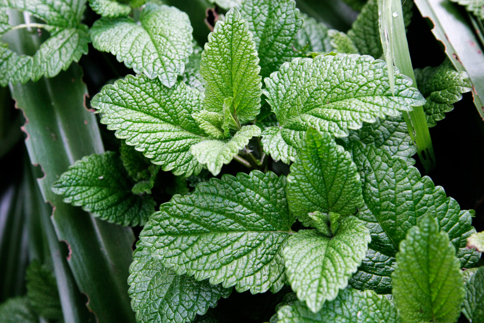 ['<em>Mentha</em>' ]