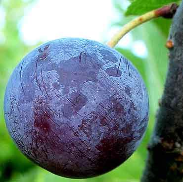 ['<em>glaucous wax on peach plum</em>' ]